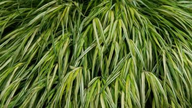 grama da floresta japonesa