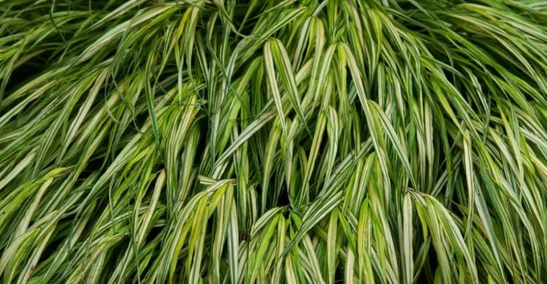 grama da floresta japonesa
