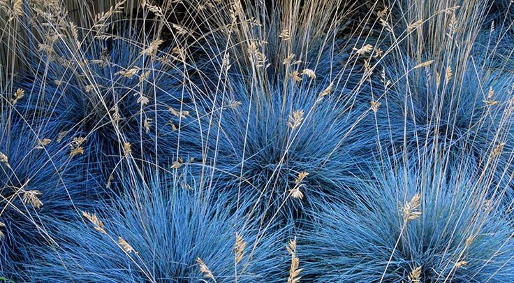 grama de veia azul