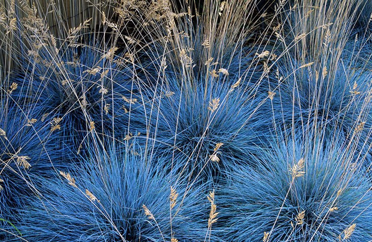 grama de veia azul