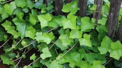 hedera helix