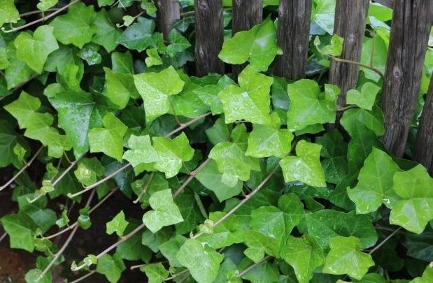 hedera helix