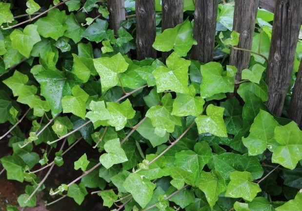 hedera helix