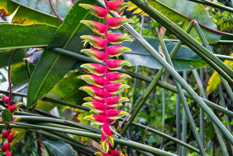 heliconia como plantar