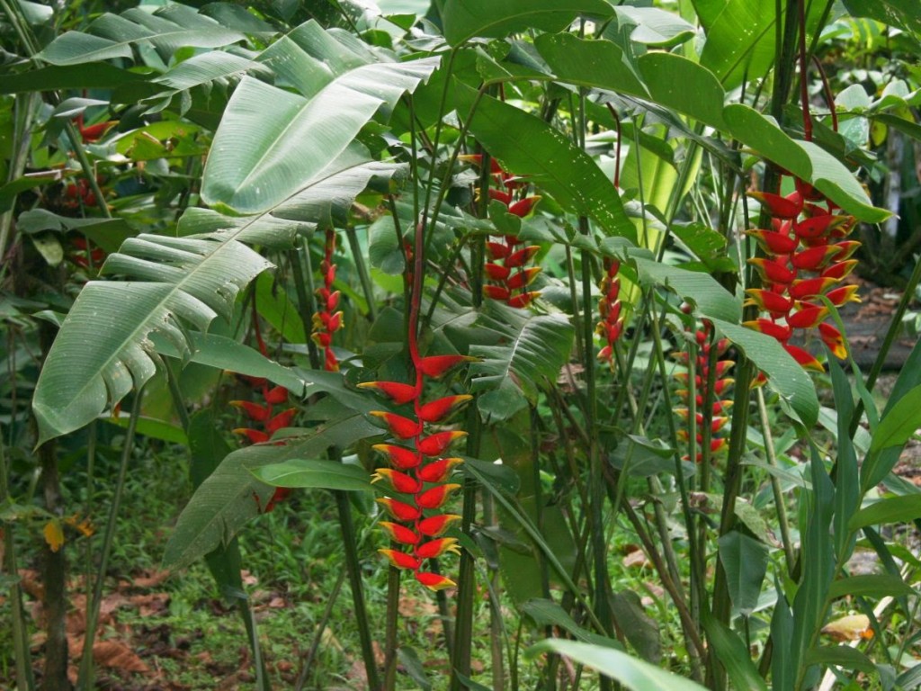 heliconia