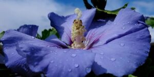 hibisco azul