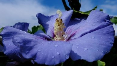 hibisco azul
