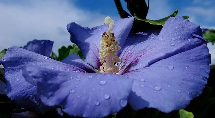 hibisco azul