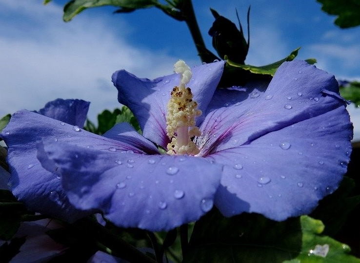 hibisco azul