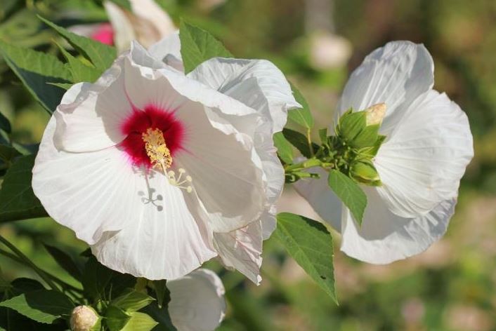 hibisco perene