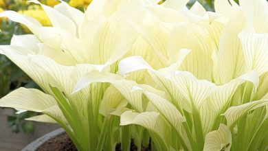 hosta de penas brancas como plantar