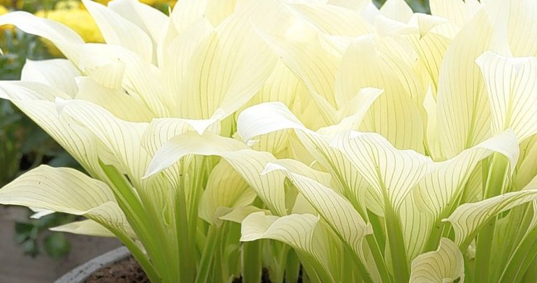 hosta de penas brancas como plantar