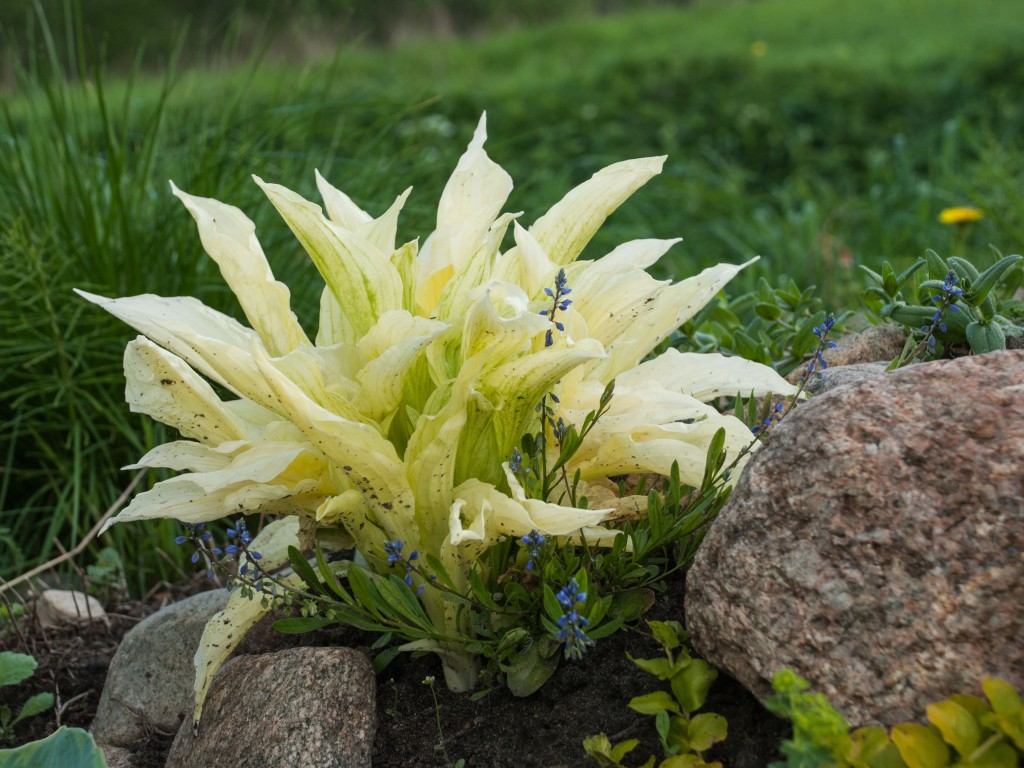 hosta de penas brancas