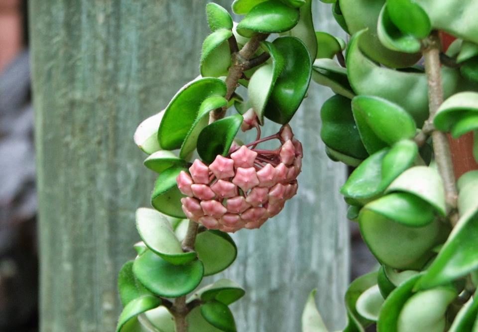 hoya carnosa