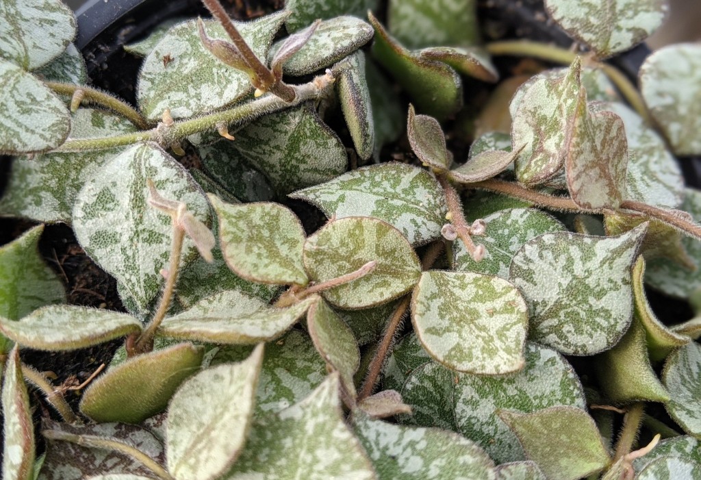 hoya curtisii