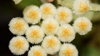 hoya lacunosa