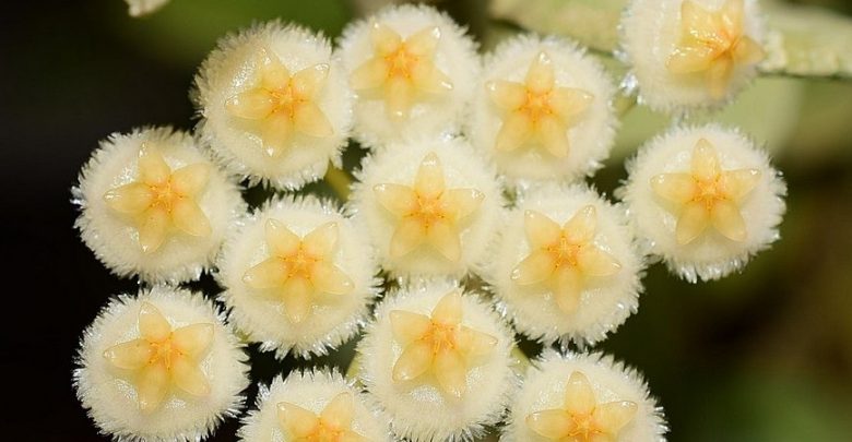 hoya lacunosa