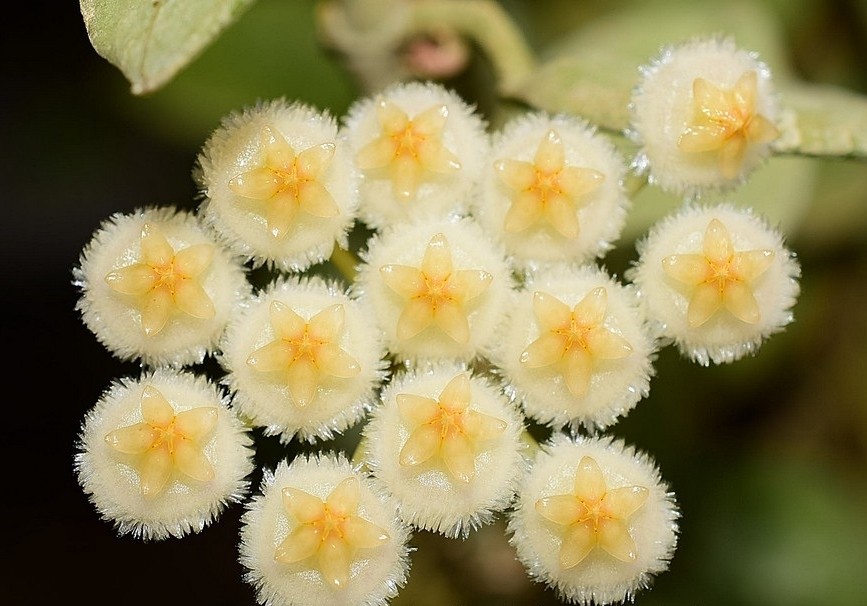 hoya lacunosa