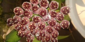 hoya wayetii