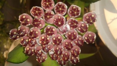hoya wayetii
