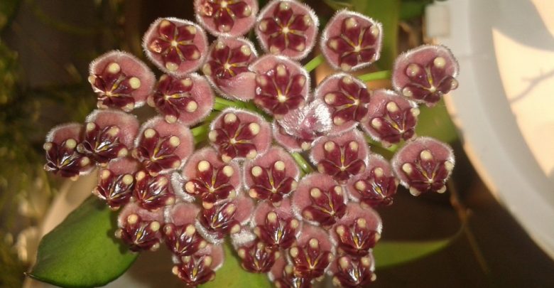 hoya wayetii