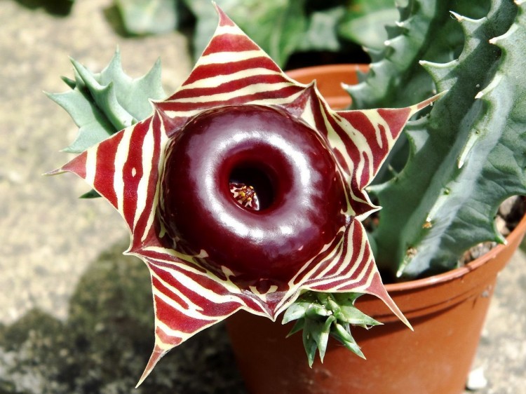 huernia