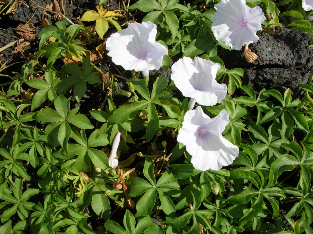 ipomeia branca cultivar