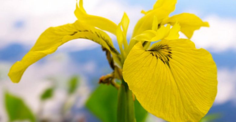 iris amarela
