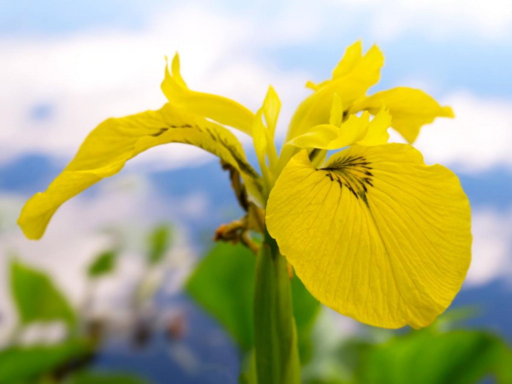 iris amarela