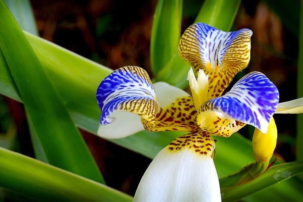 iris da praia como plantar