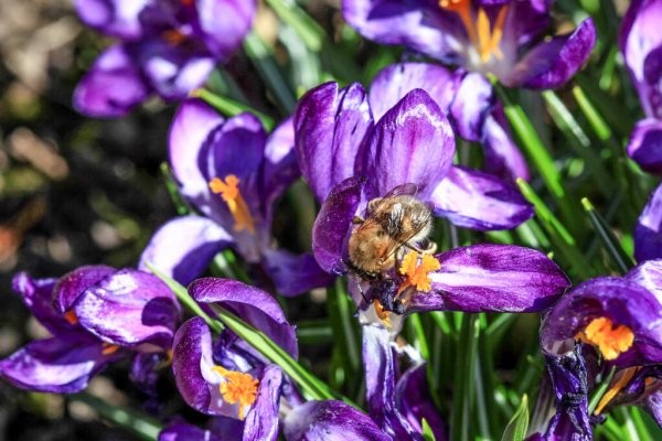 iris reticulada como plantar