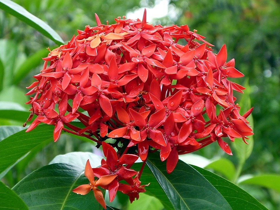 ixora como plantar