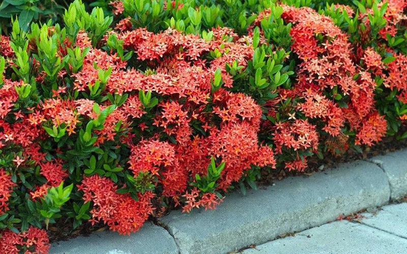 ixora