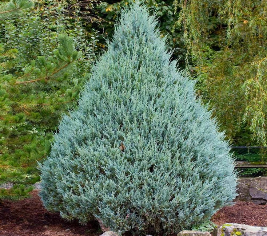 juniperus communis como plantar