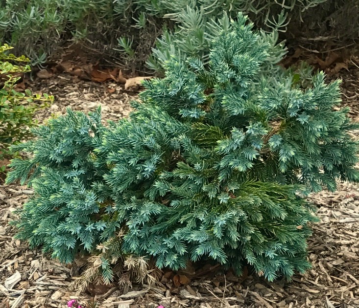 juniperus communis