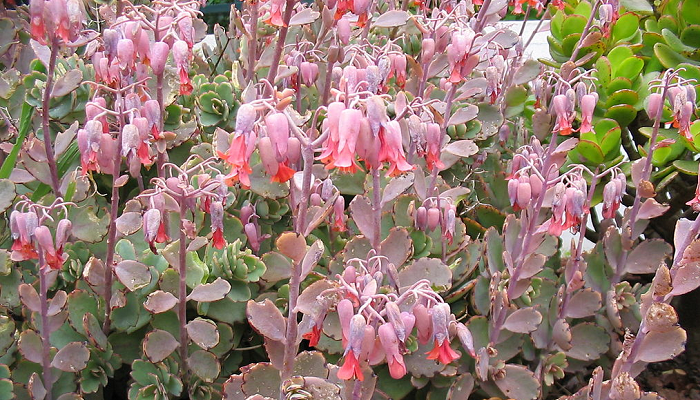 kalanchoe fedtschenkoi como plantar