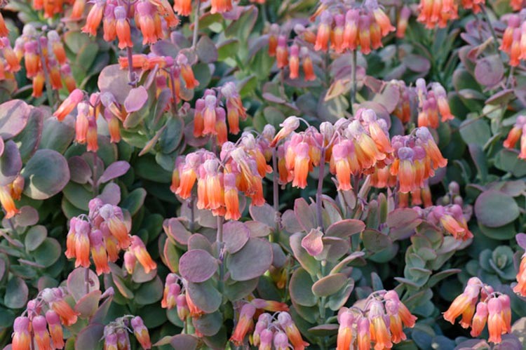 Kalanchoe Fedtschenkoi