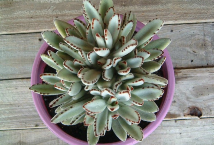 kalanchoe tomentosa