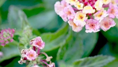 lantana