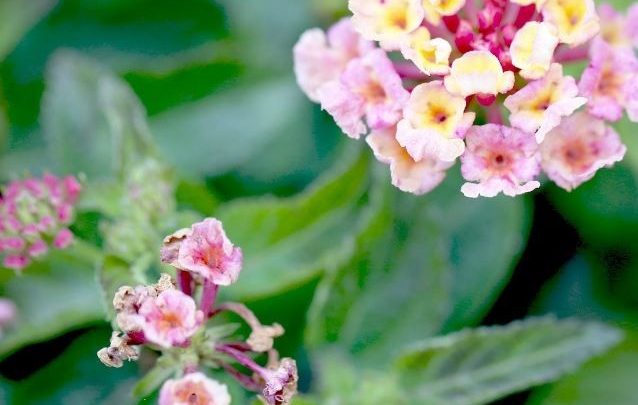 lantana