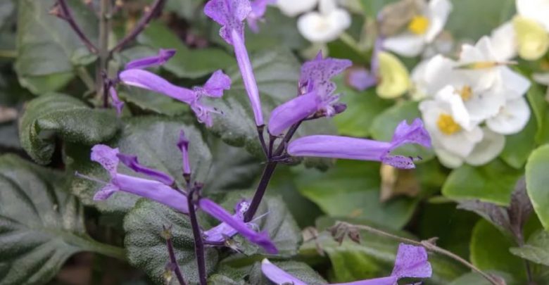 lavanda mona