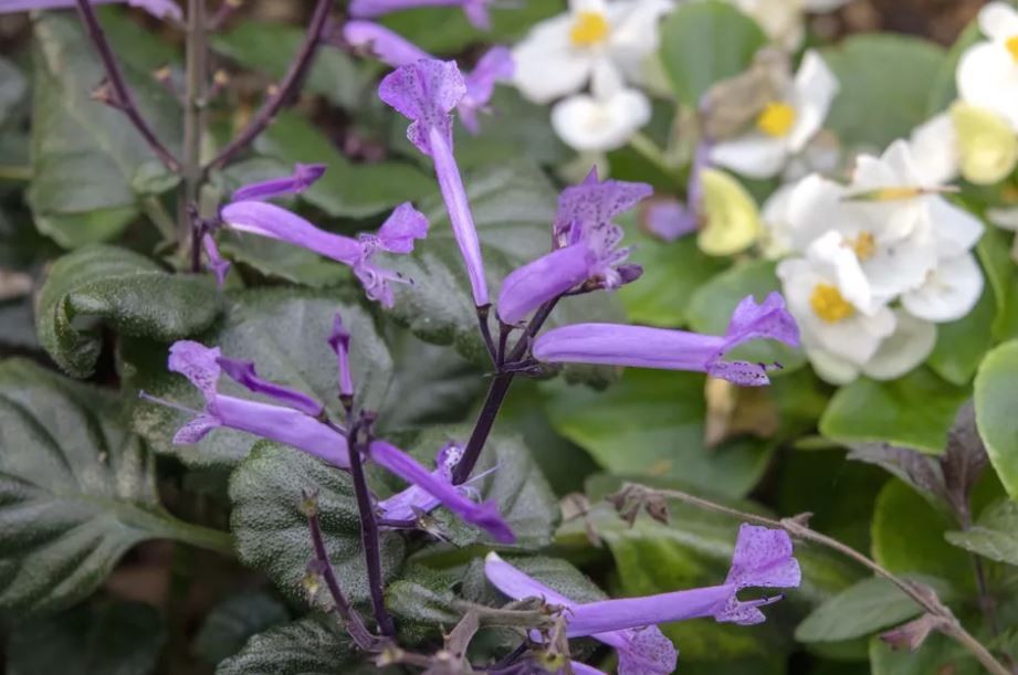 lavanda mona