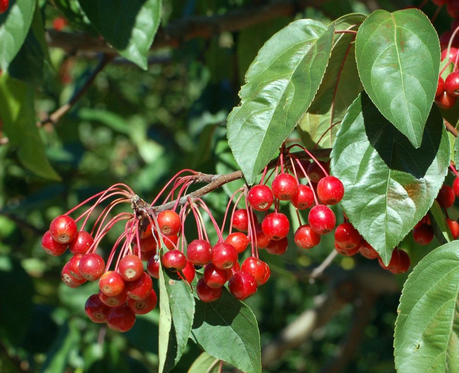 maçã silvestre em flor