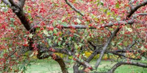 maçãs silvestres em flor