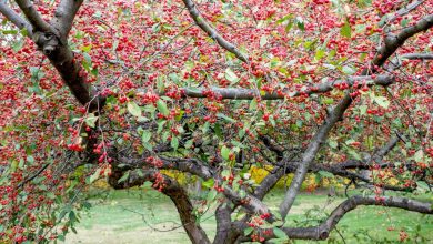 maçãs silvestres em flor