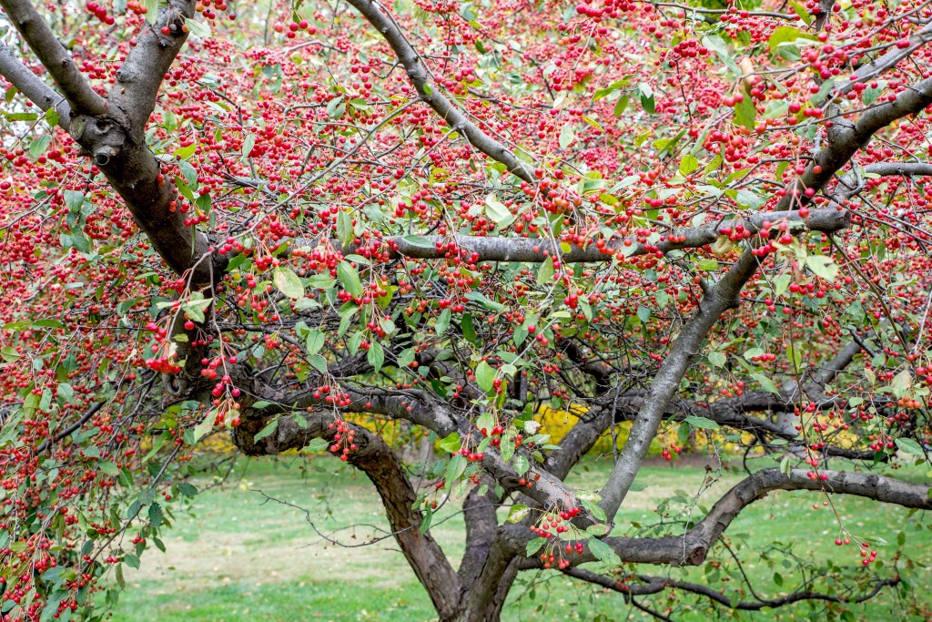 maçãs silvestres em flor