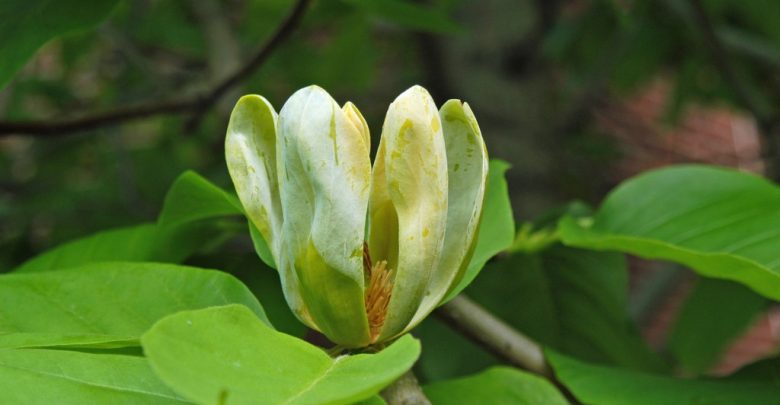 magnólia de pepino