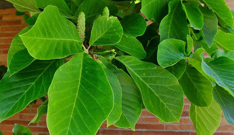 magnólia de pepino como plantar