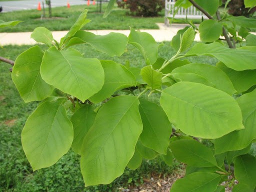 magnólia de pepino cultivo