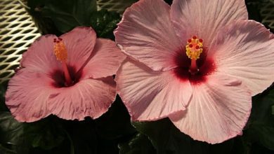 malva rosa